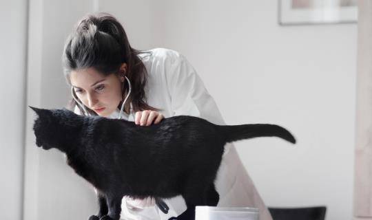 Female veterinarian examines black cat