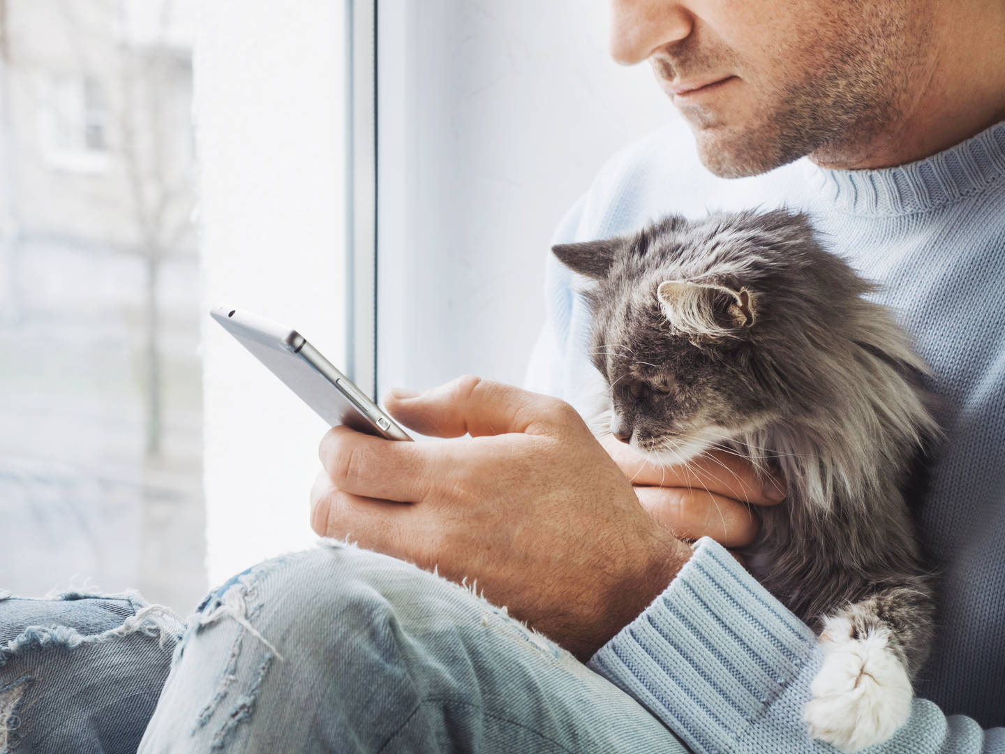 Man holds grey cat and looks at phone
