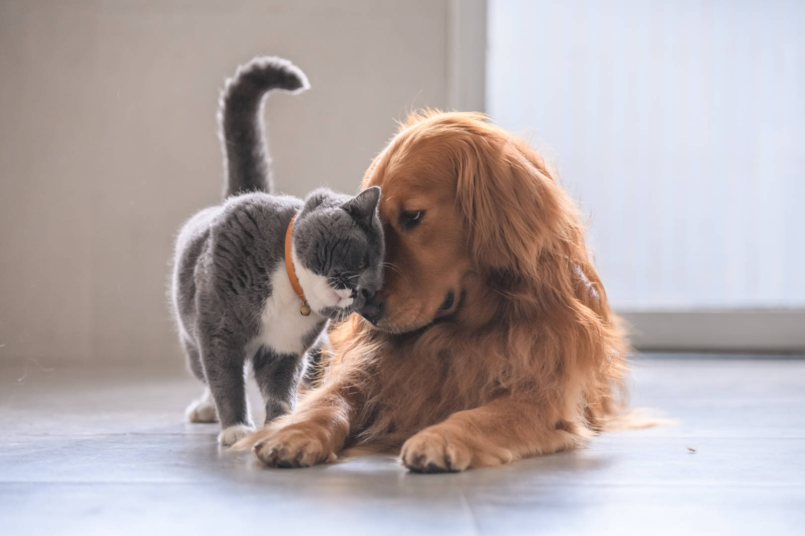 dog-and-cat