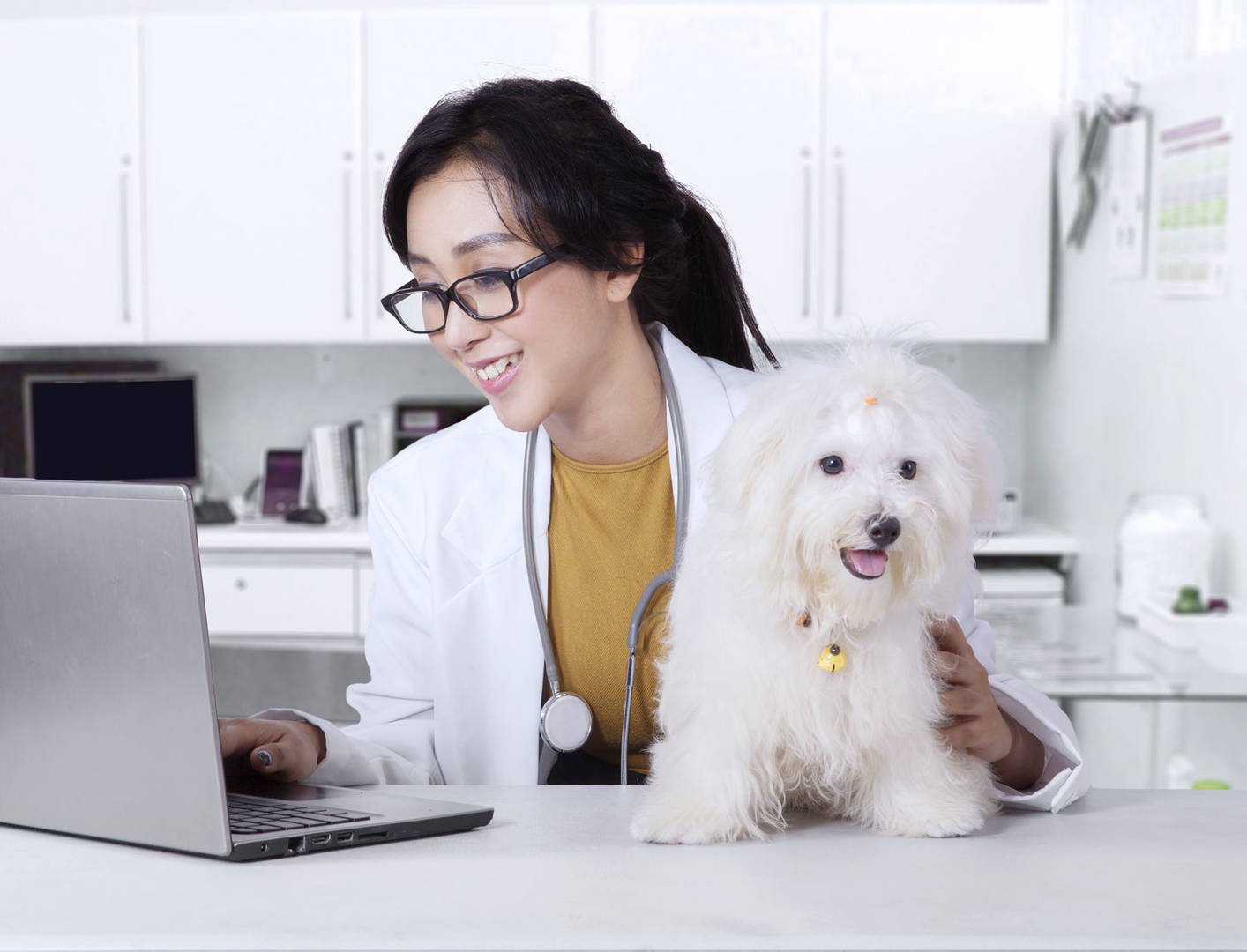 A vet types at a computer while examining a small dog