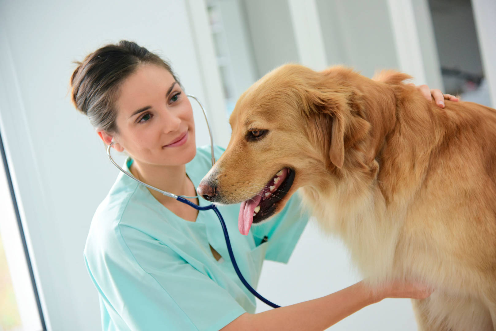 A vet listens to a dog's chest with a stethoscope