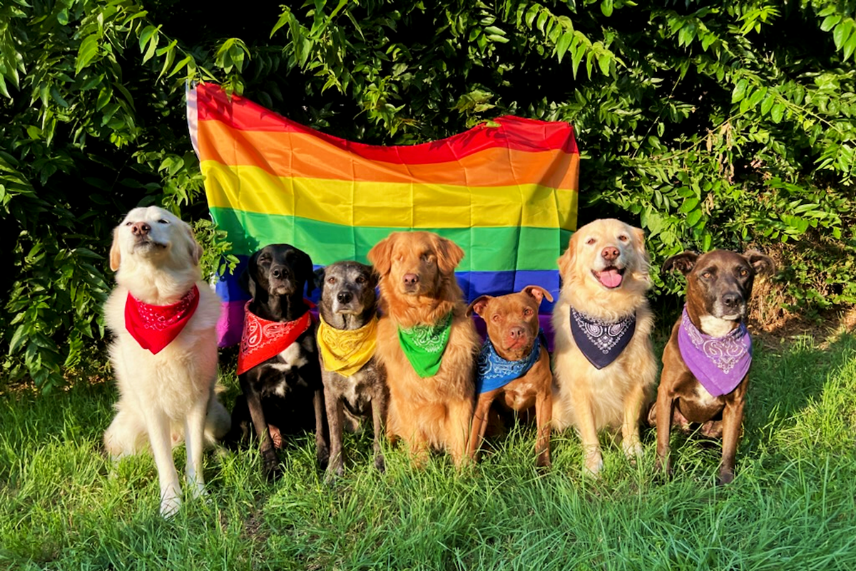 Seven dogs sitting in the grass shoulder to shoulder with each one wearing a different colored bandana