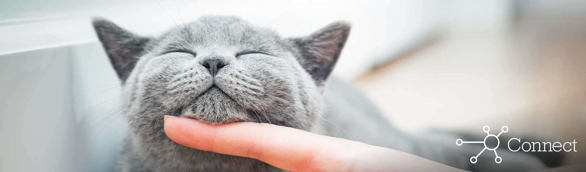 A person petting the underside of a cat's chin