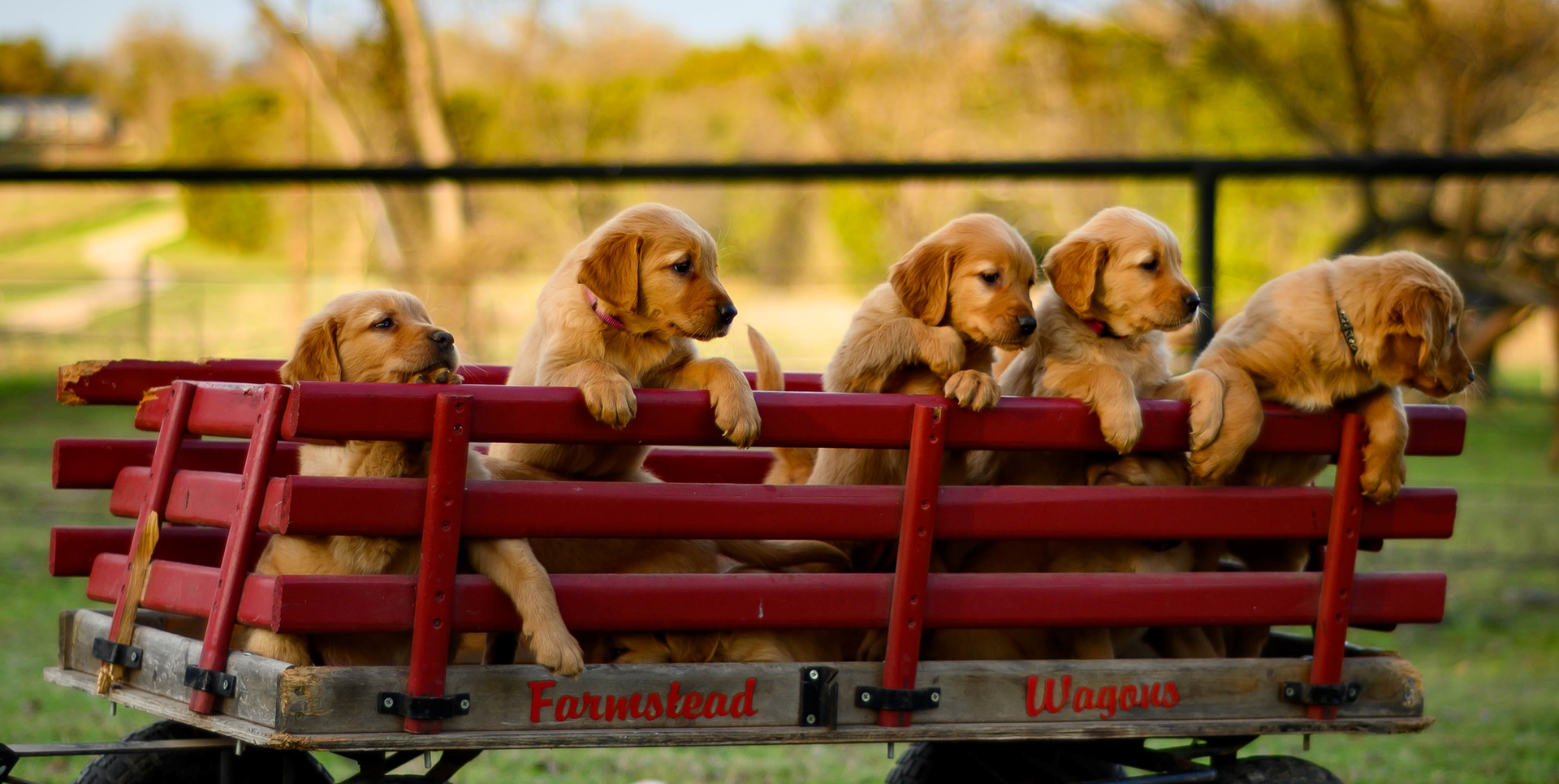 Five small yellow dogs sitting in a large red wagon