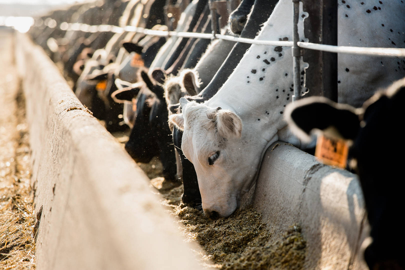 Cows in feed lot