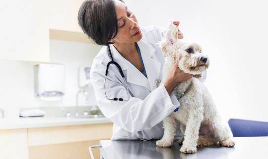 AB-AH-Veterinarian-Dog-Exam_RGB_Large_JPG