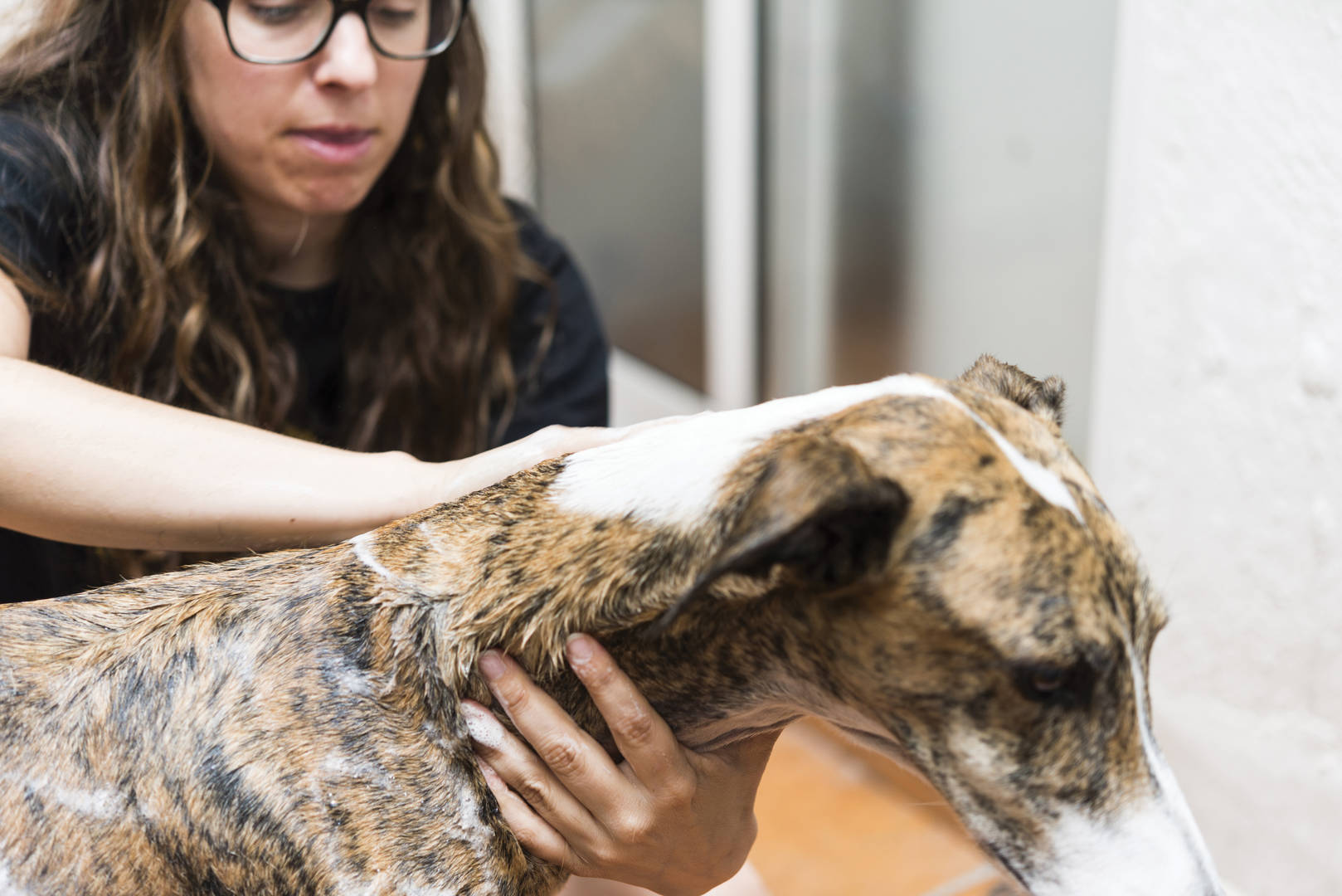 dog bath groomer