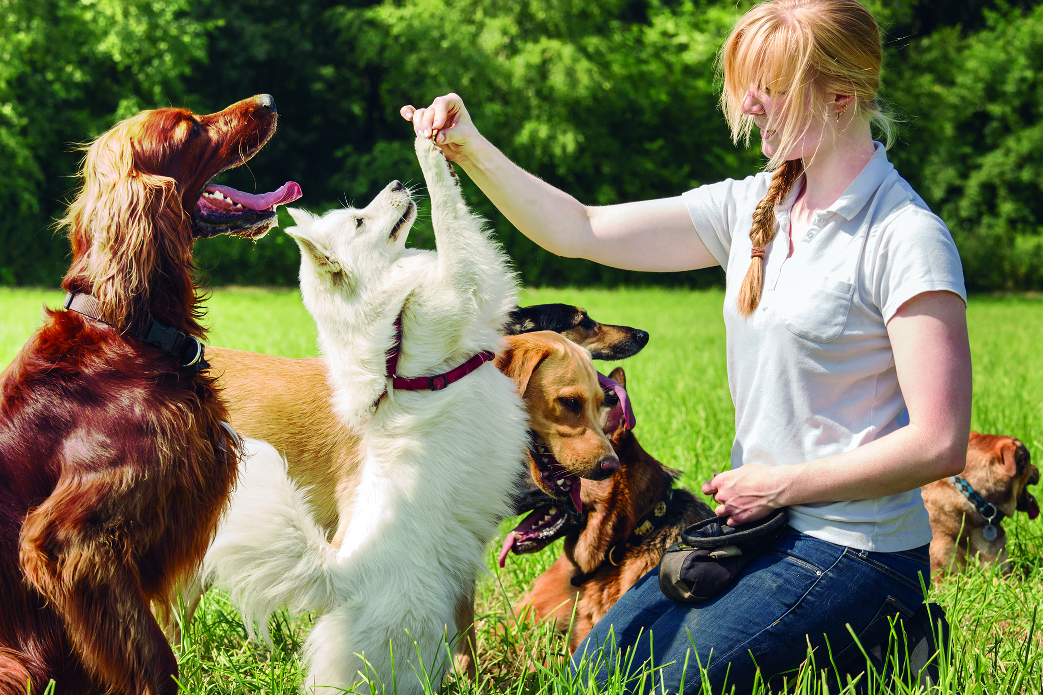 Woman with multiple dogs