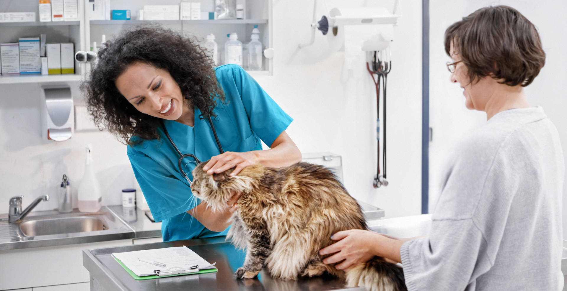 Female veterinarian examines cat