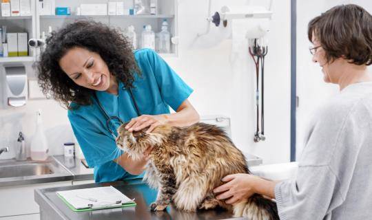 Female veterinarian examines cat