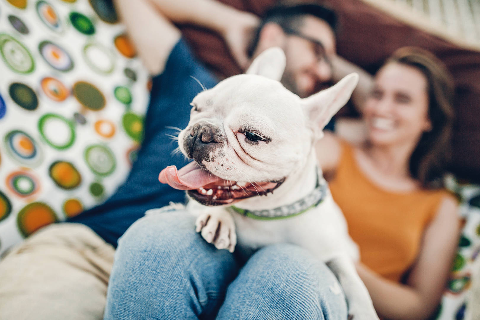 French bulldog on woman's lap