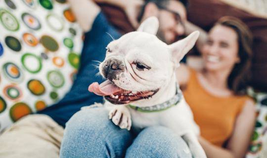 Bulldog on woman's lap