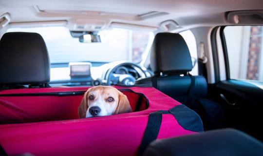 Dog in car carrier in back seat of car