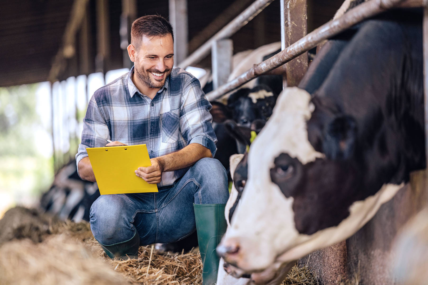Veterinarian with clipboard with cow in feedyard