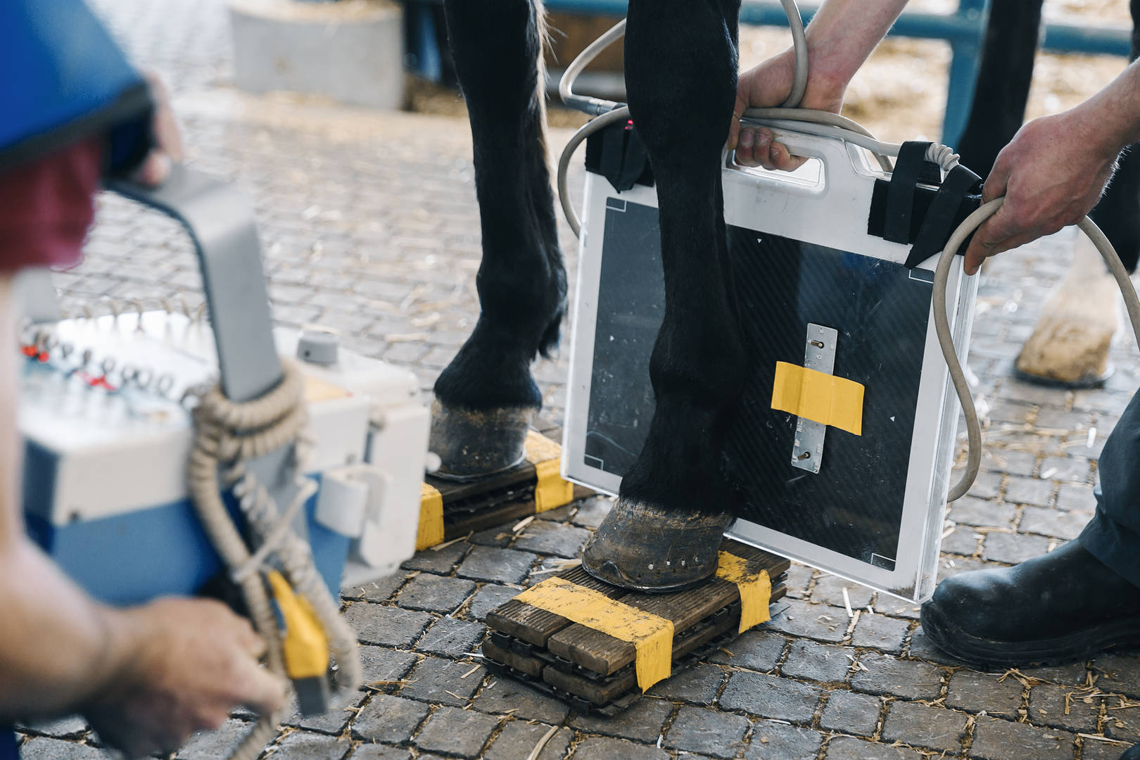 Veterinarian uses equine diagnostic imaging on a horse's leg