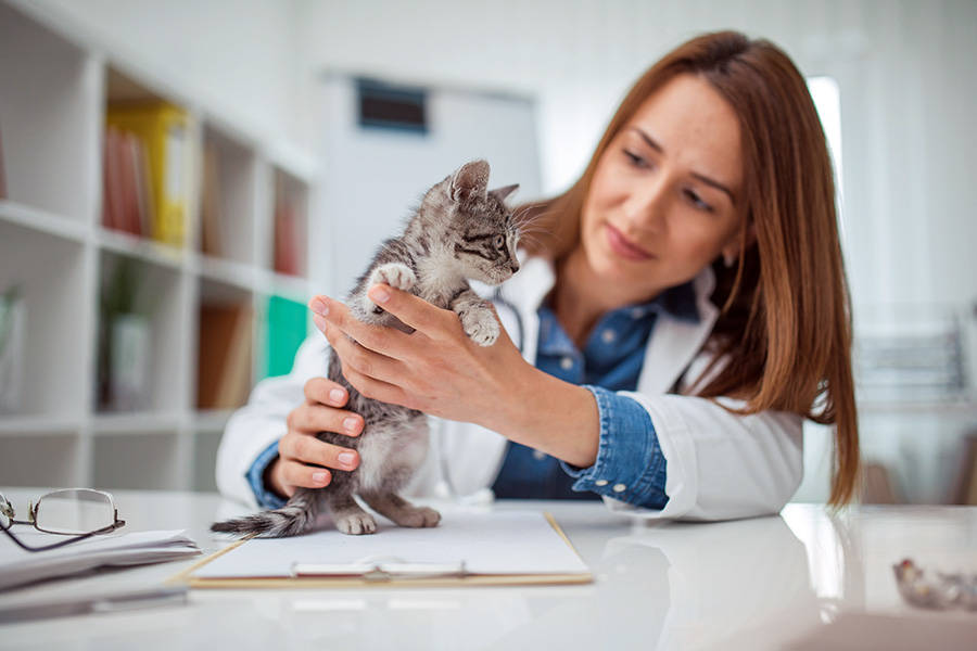 kitten_veterinarian