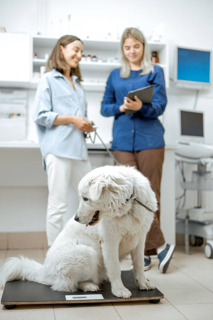 veterinary customer service