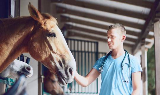 White male veterinarian examines  horse to administer equine core vaccines