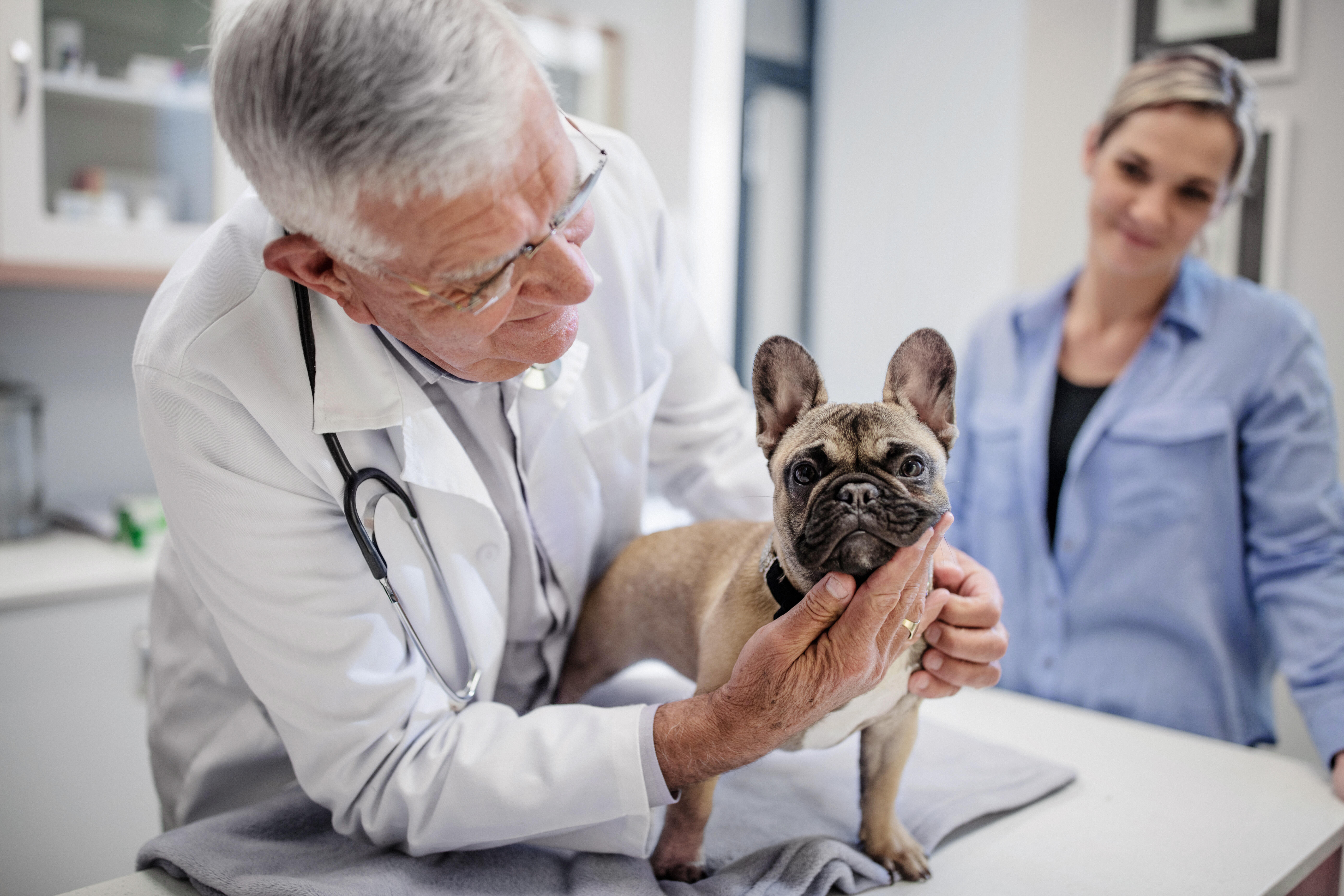 Vet examines small dog